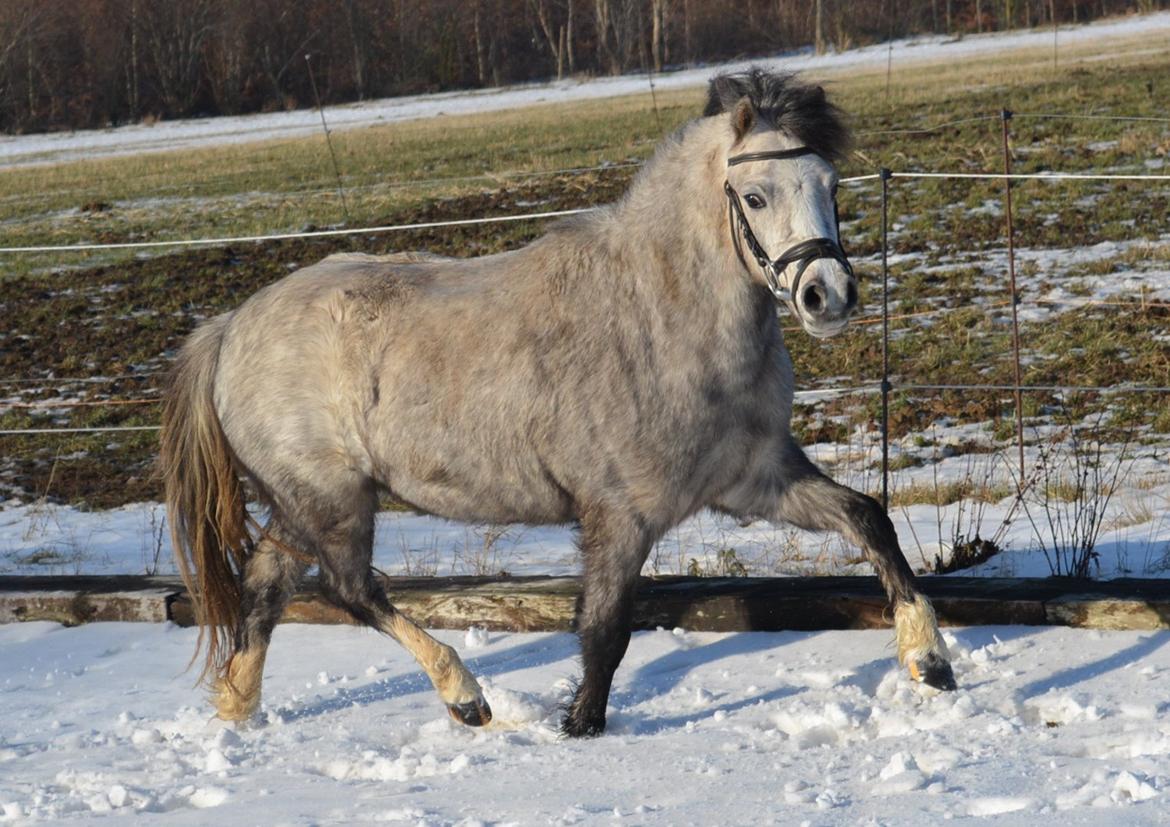 Welsh Mountain (sec A) Thejlgårds Fister (Dusty) billede 21