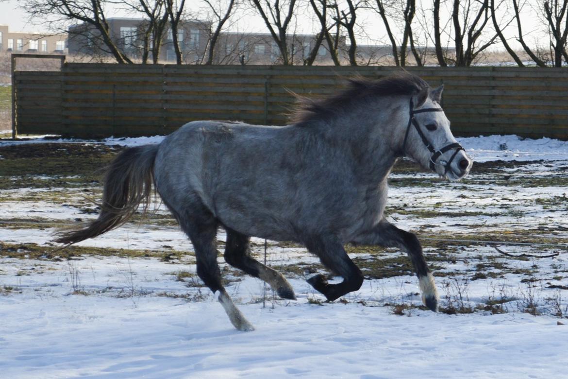 Welsh Mountain (sec A) Thejlgårds Fister (Dusty) billede 22