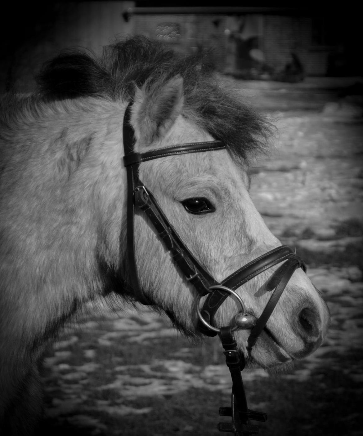 Welsh Mountain (sec A) Thejlgårds Fister (Dusty) billede 23