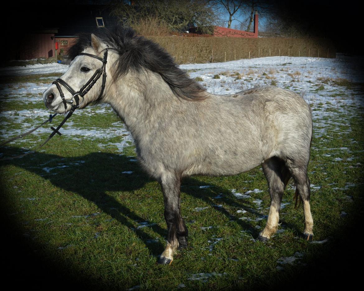Welsh Mountain (sec A) Thejlgårds Fister (Dusty) billede 24