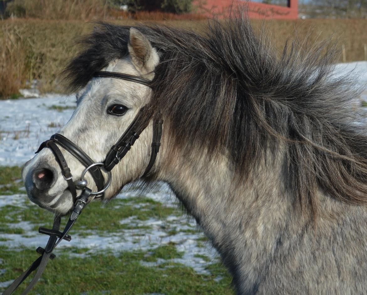 Welsh Mountain (sec A) Thejlgårds Fister (Dusty) billede 25