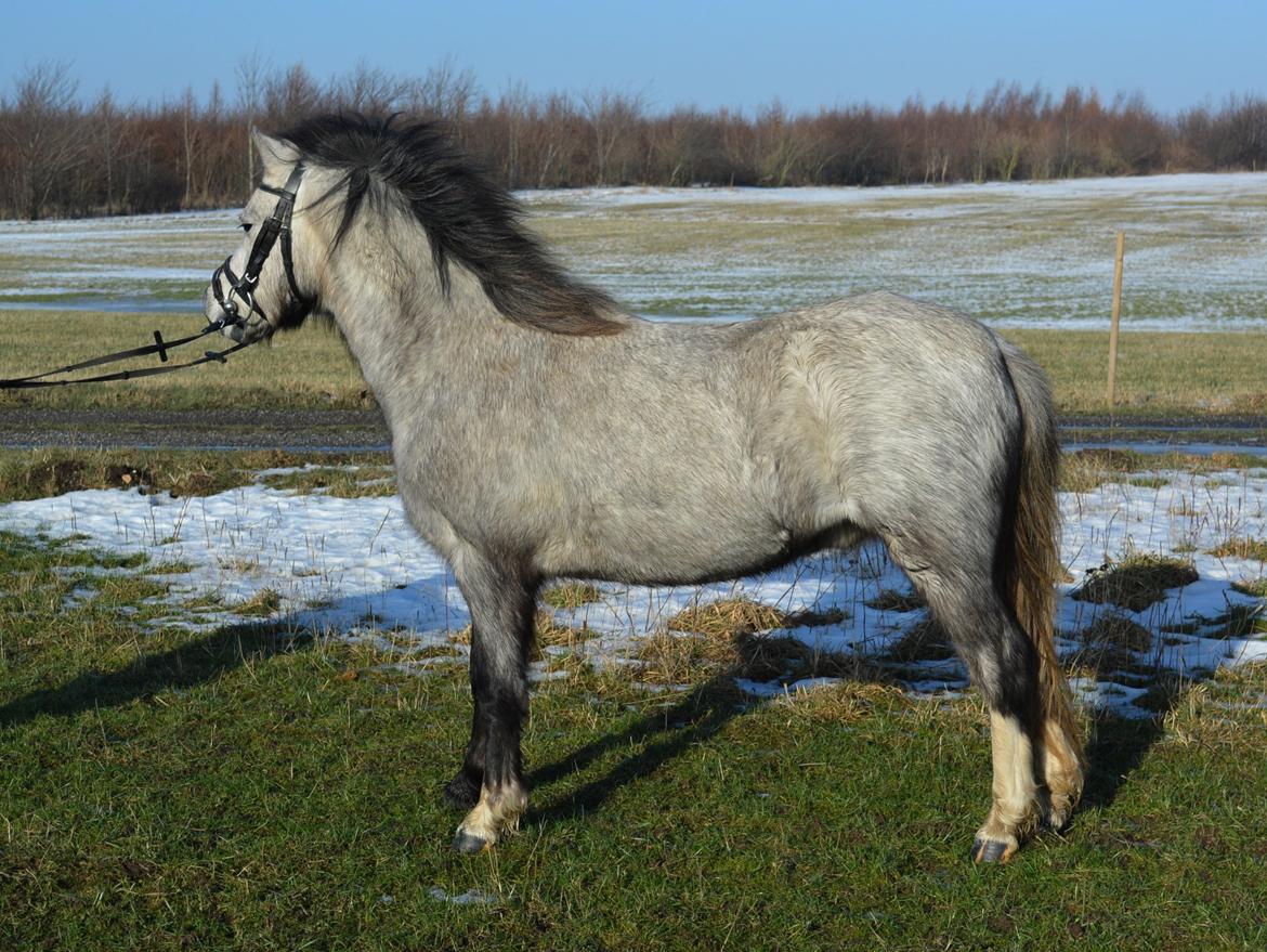 Welsh Mountain (sec A) Thejlgårds Fister (Dusty) billede 26