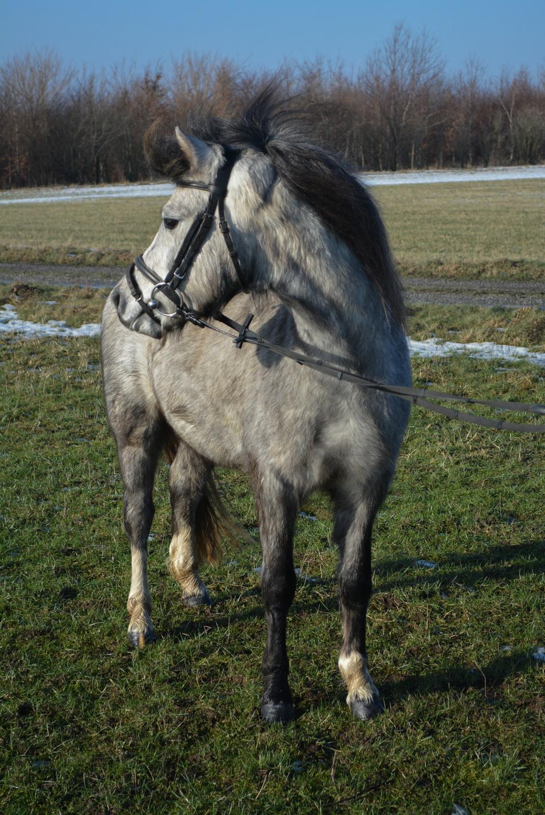 Welsh Mountain (sec A) Thejlgårds Fister (Dusty) billede 27