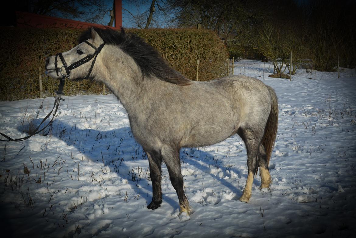 Welsh Mountain (sec A) Thejlgårds Fister (Dusty) billede 28
