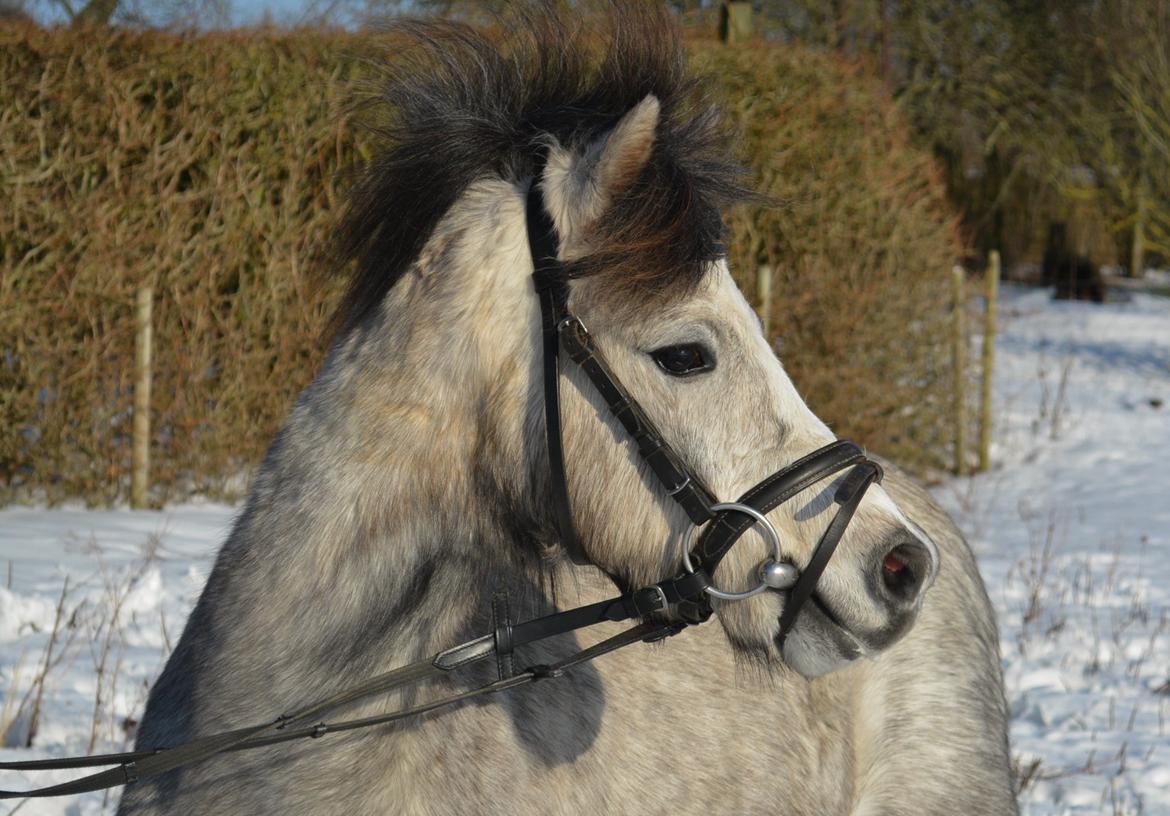 Welsh Mountain (sec A) Thejlgårds Fister (Dusty) billede 29