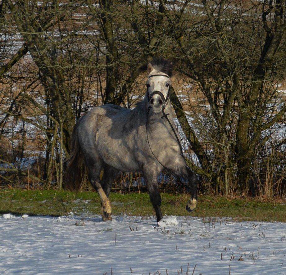Welsh Mountain (sec A) Thejlgårds Fister (Dusty) billede 30