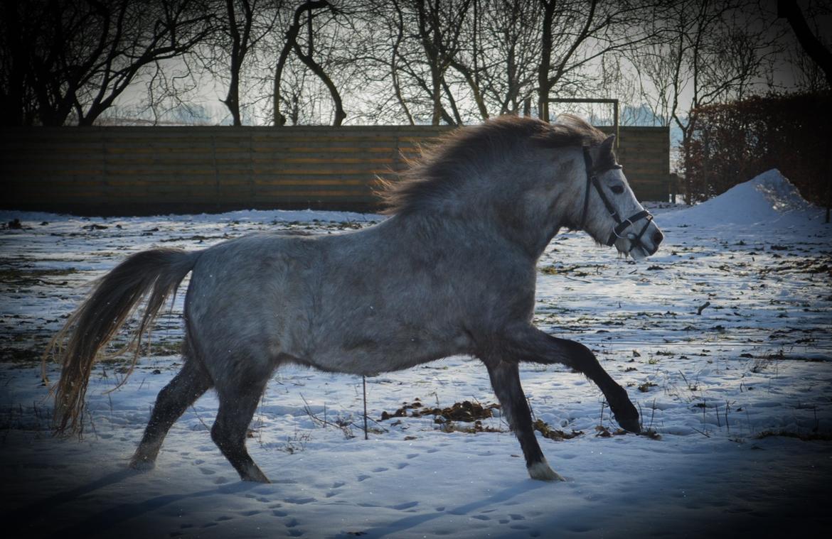Welsh Mountain (sec A) Thejlgårds Fister (Dusty) billede 31