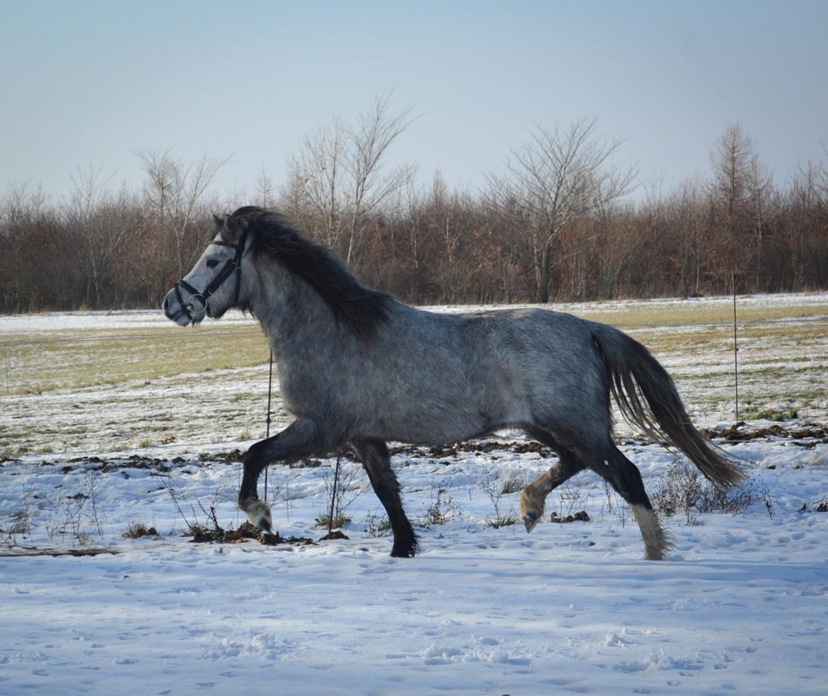 Welsh Mountain (sec A) Thejlgårds Fister (Dusty) billede 32