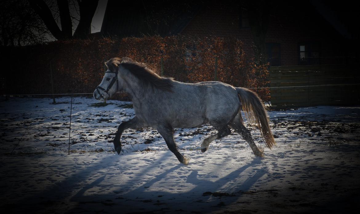 Welsh Mountain (sec A) Thejlgårds Fister (Dusty) billede 33