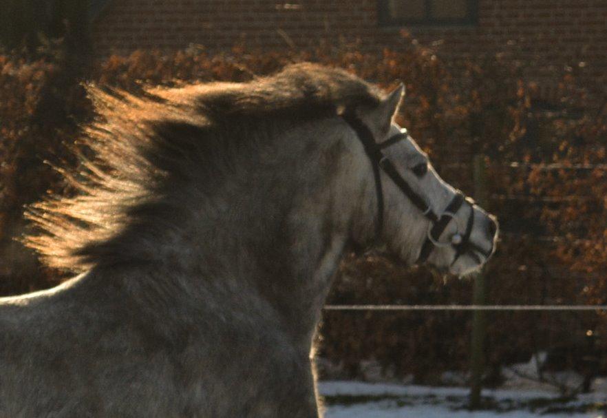 Welsh Mountain (sec A) Thejlgårds Fister (Dusty) billede 34