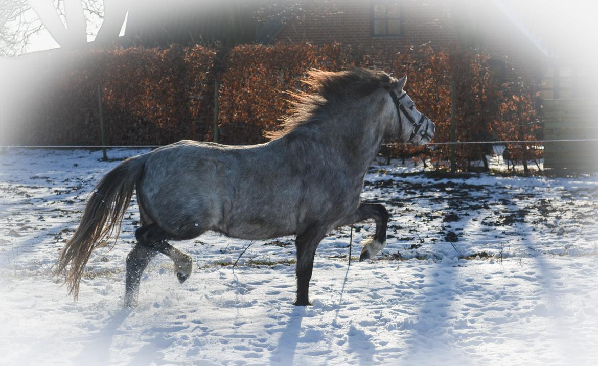 Welsh Mountain (sec A) Thejlgårds Fister (Dusty) billede 35