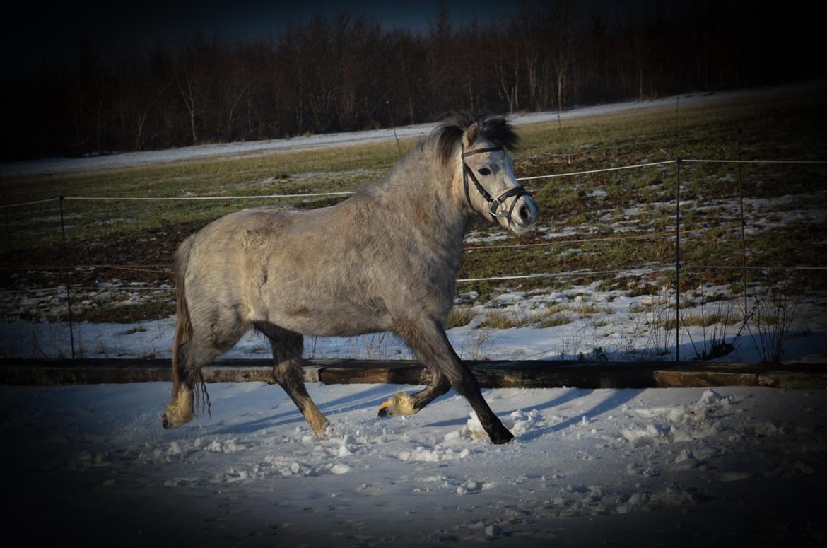 Welsh Mountain (sec A) Thejlgårds Fister (Dusty) billede 36