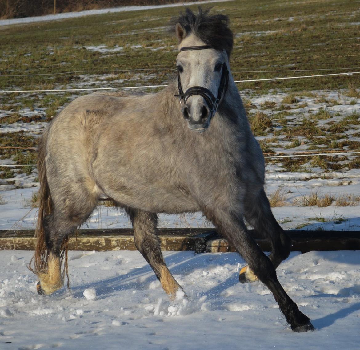 Welsh Mountain (sec A) Thejlgårds Fister (Dusty) billede 37