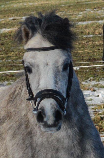 Welsh Mountain (sec A) Thejlgårds Fister (Dusty) billede 38