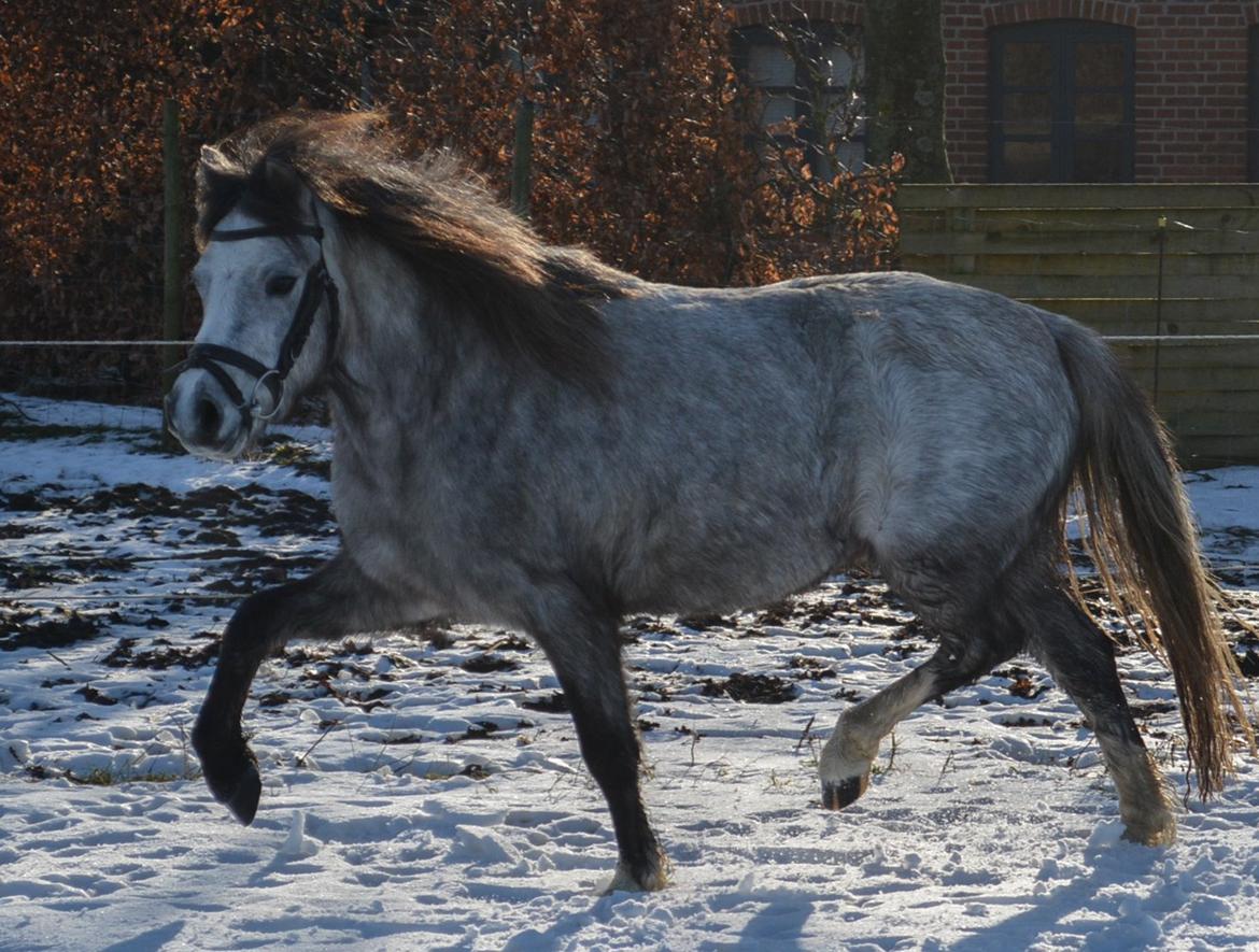 Welsh Mountain (sec A) Thejlgårds Fister (Dusty) billede 39