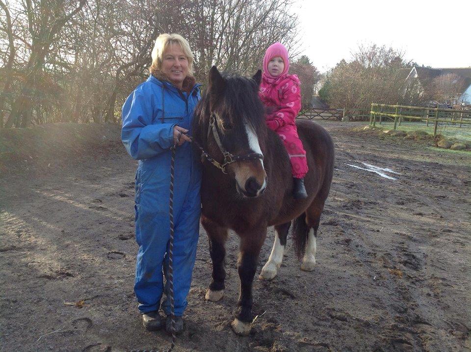 Dartmoor Manze af Vejlebro billede 13