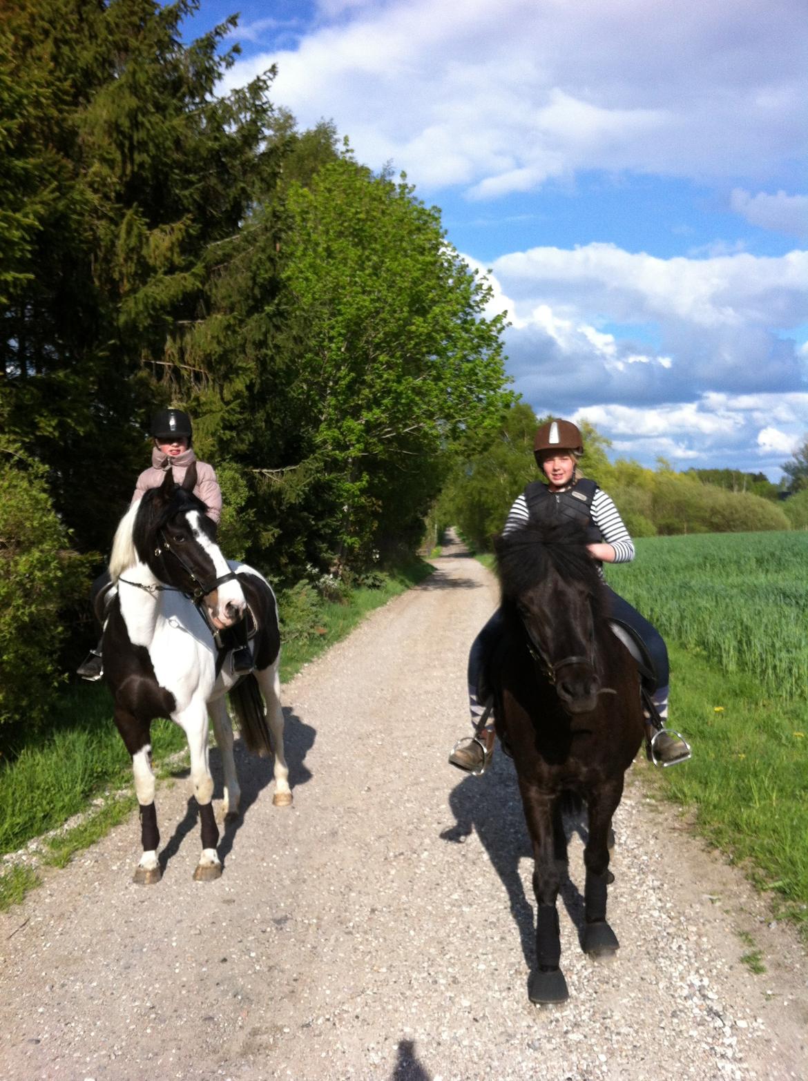 Pinto moonlights givea. billede 10