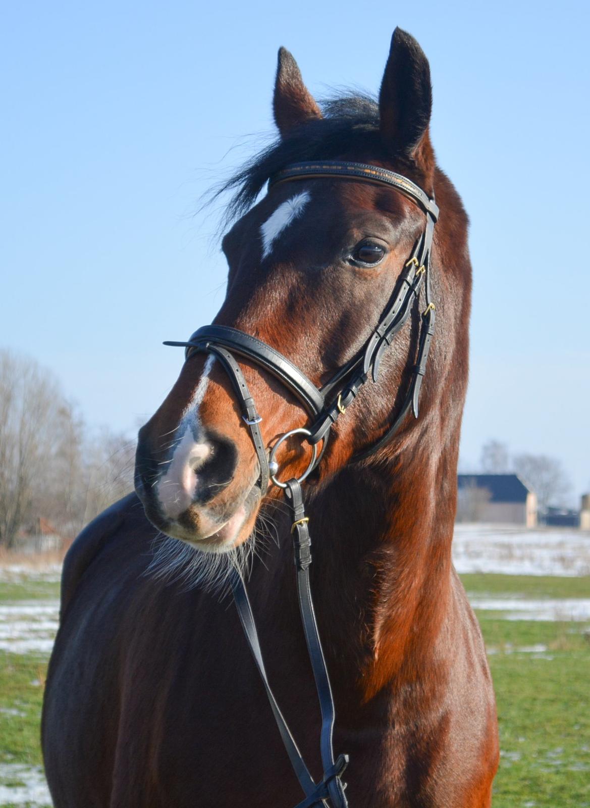 Hollandsk Varmblod Za-Zar - Januar 2014 billede 14