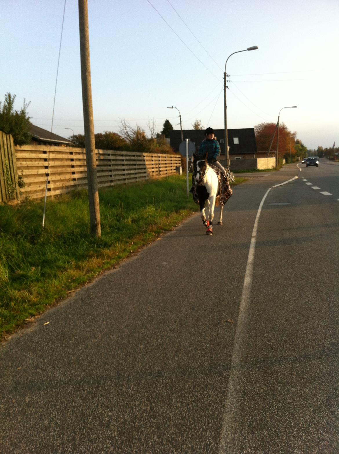 Pinto moonlights givea. billede 13