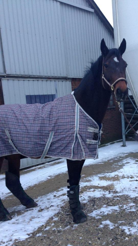 Holstener Lucern billede 6