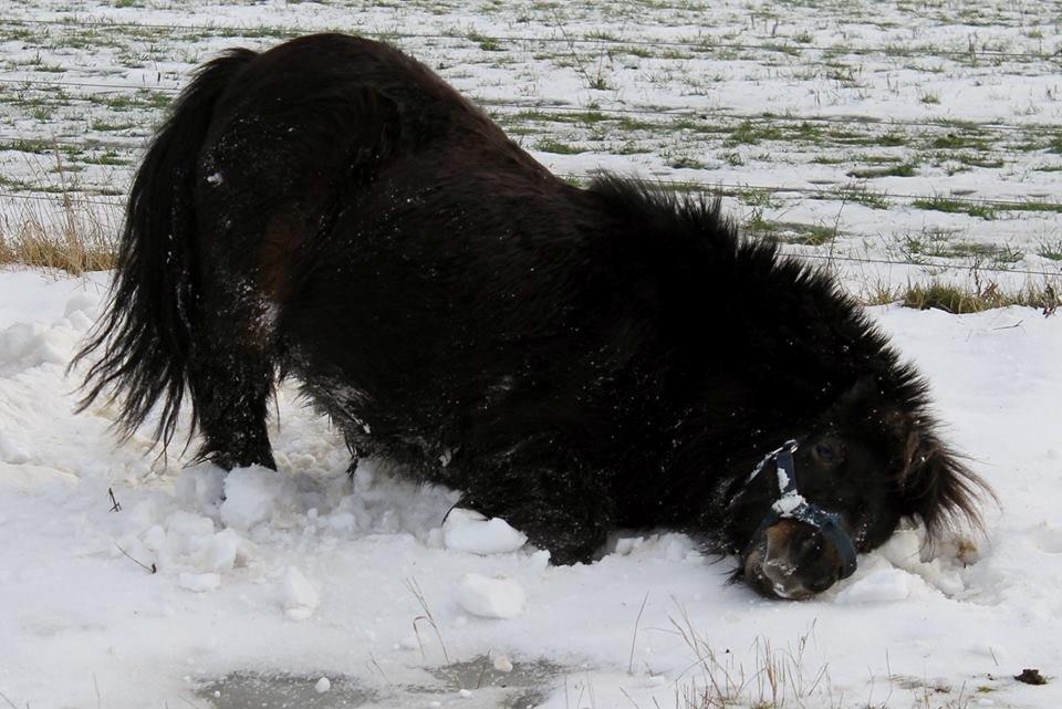 Shetlænder Sir Lancelot - Lance hygger i sneen <3 billede 1
