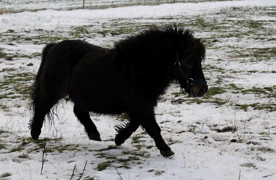 Shetlænder Sir Lancelot - Lækre kommode ben ;-) billede 15