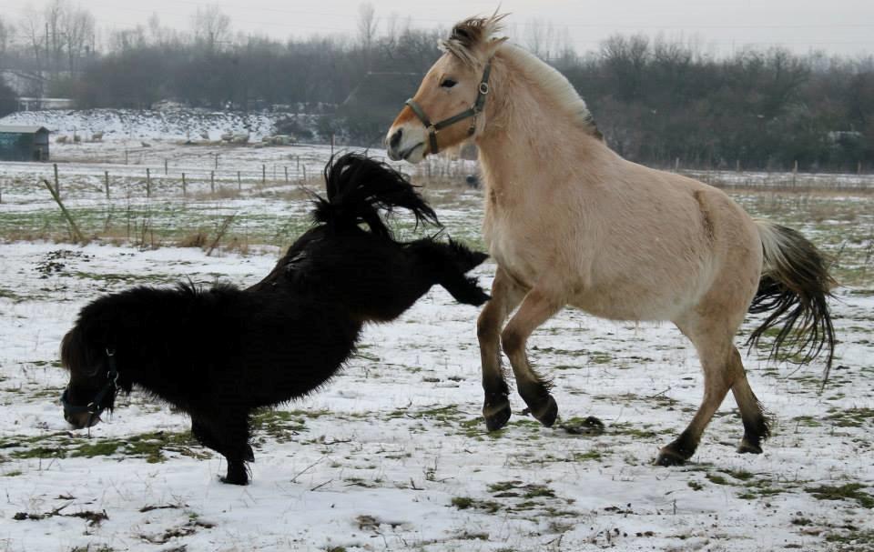 Shetlænder Sir Lancelot - Tjalfe og Lance leger  billede 16