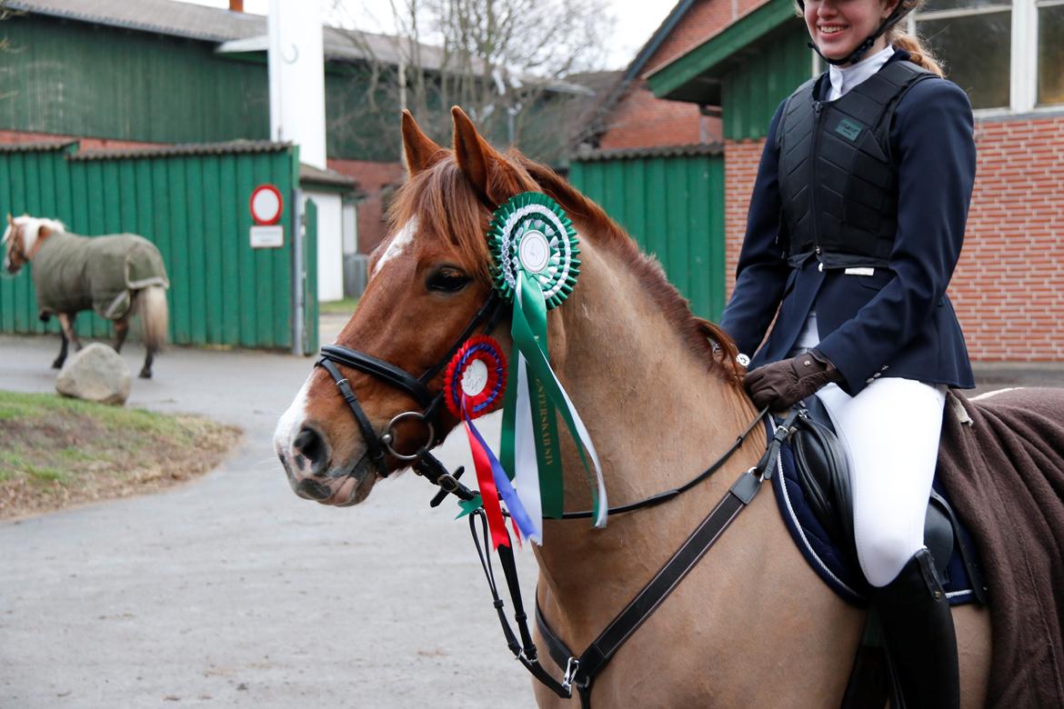 Anden særlig race Hærvejens Uffe - 3. plads til Klubmesterskab. LA** SIV billede 1