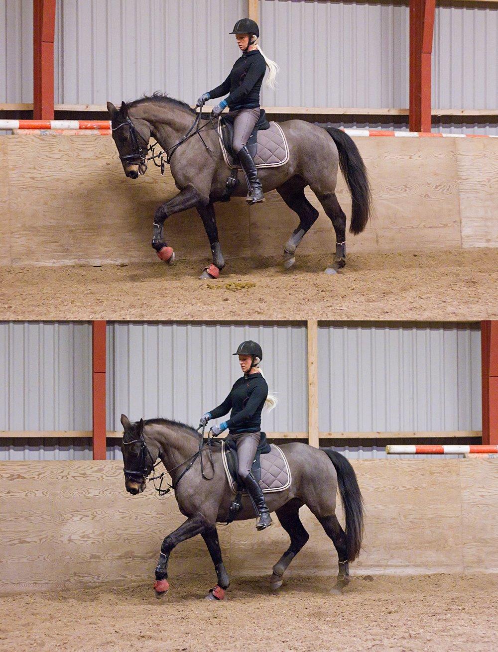 Anden særlig race Paskal - Palle og Kimmy billede 20