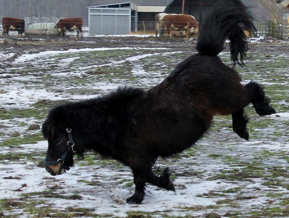 Shetlænder Sir Lancelot - Godt klaret af den gamle "morfar" billede 17