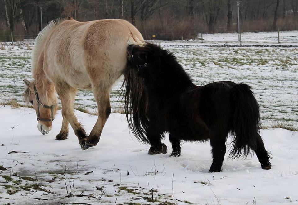 Shetlænder Sir Lancelot - Gad vide om den smager godt :-P billede 18