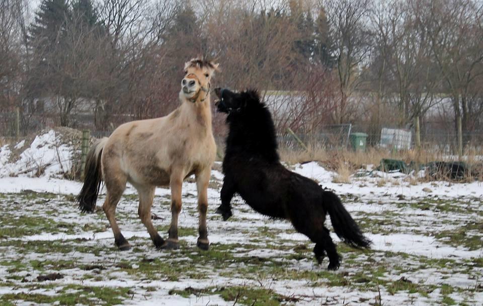 Shetlænder Sir Lancelot - Og der leges... billede 19