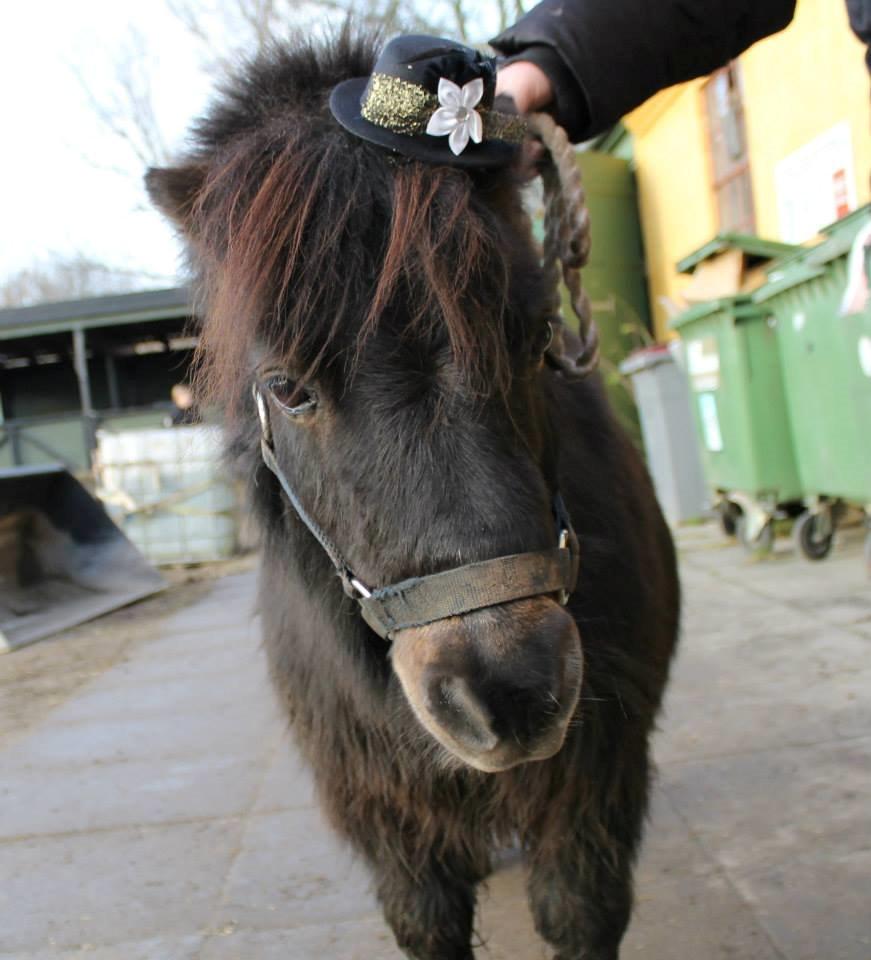 Shetlænder Sir Lancelot - Så fin han er ;-) Foto: MRK billede 20