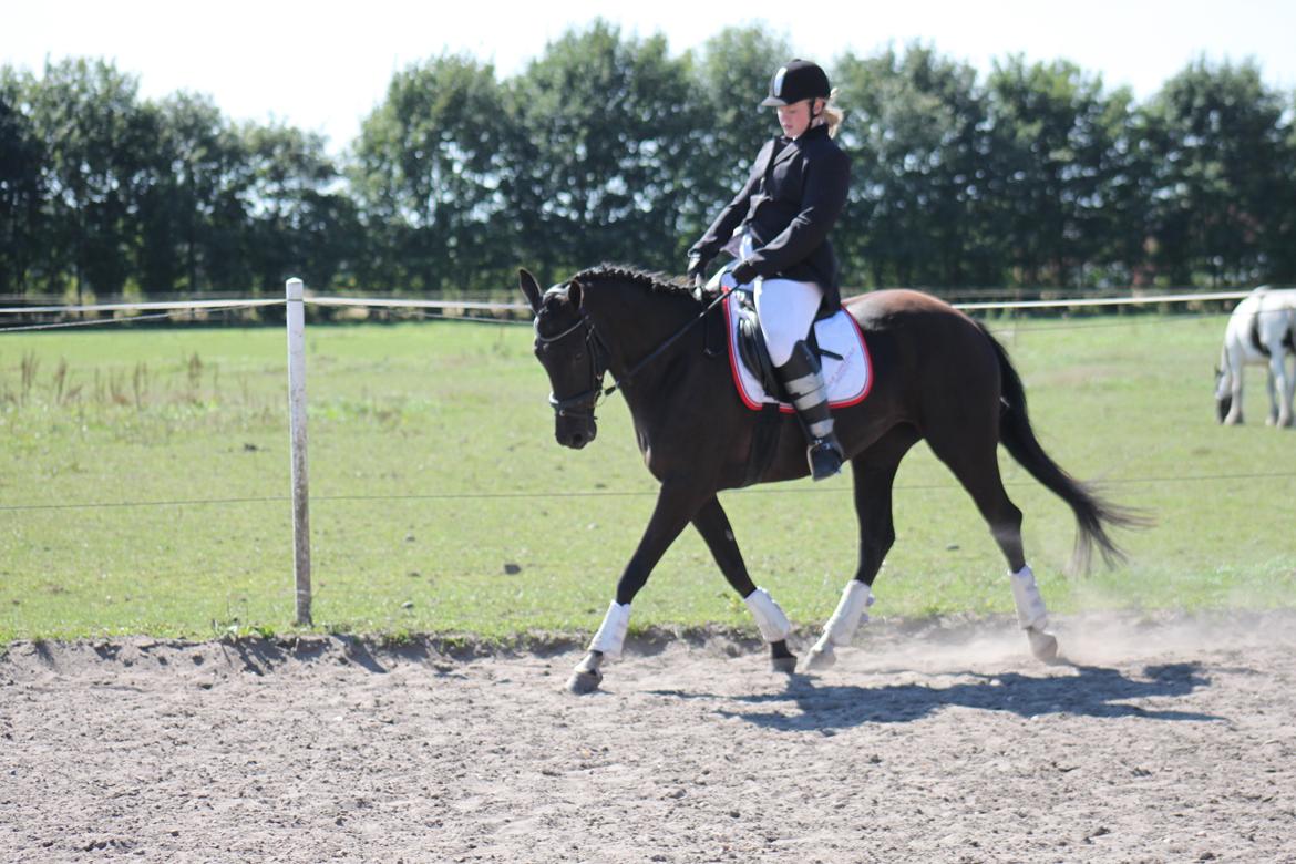 DSP Lille Asserholt Infinity - Happy Horse stævne 2013 billede 16