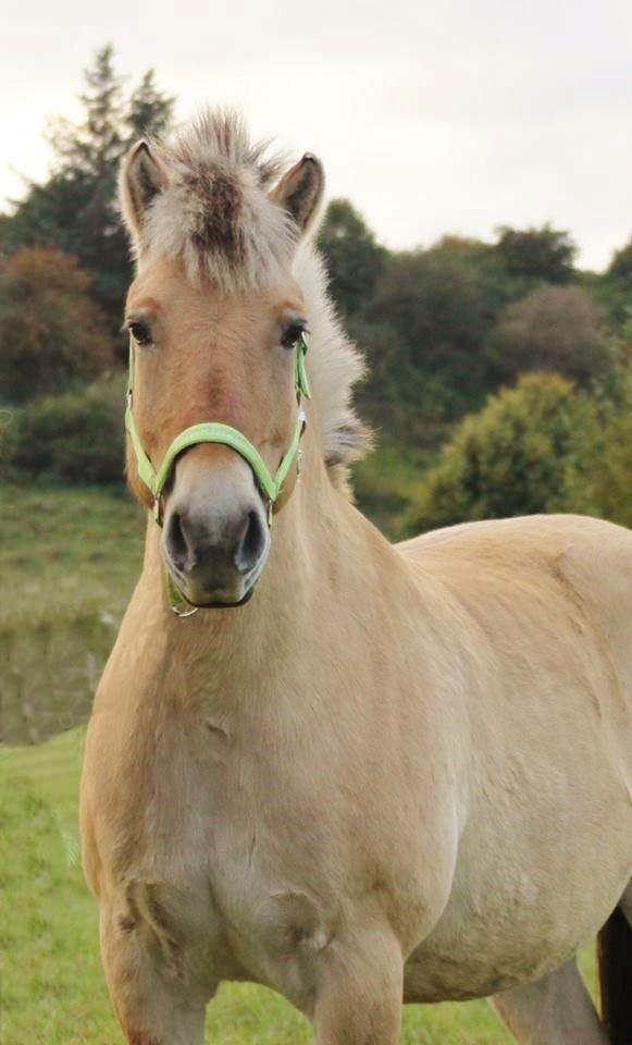 Fjordhest - Fabel Stanstorp - Velkommen :-) billede 1