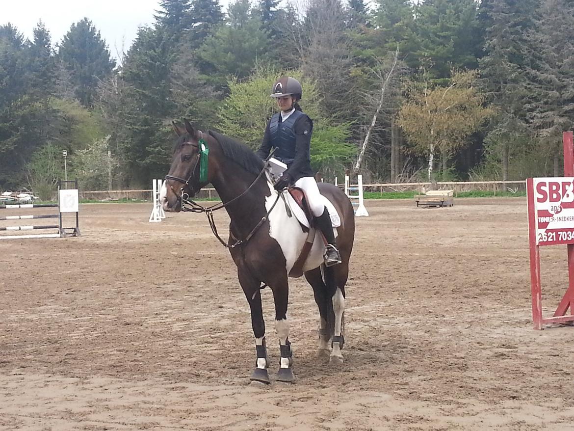 Pinto Calypso K billede 10