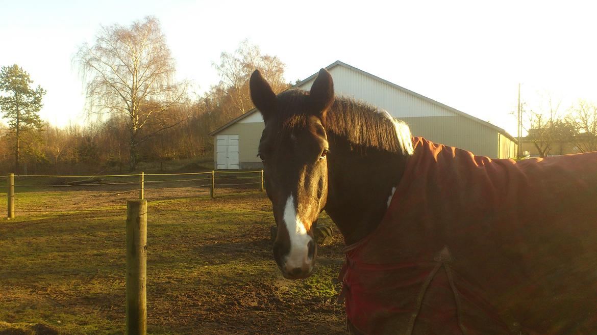 Pinto Calypso K billede 5