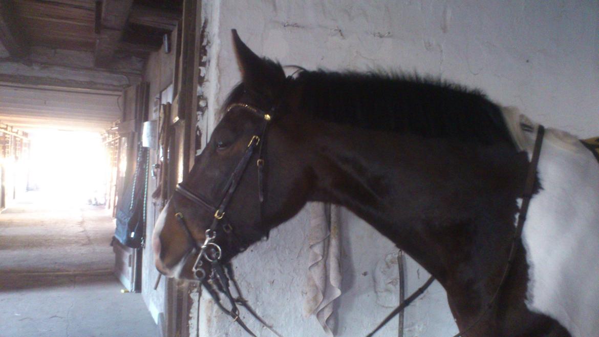 Pinto Calypso K billede 8