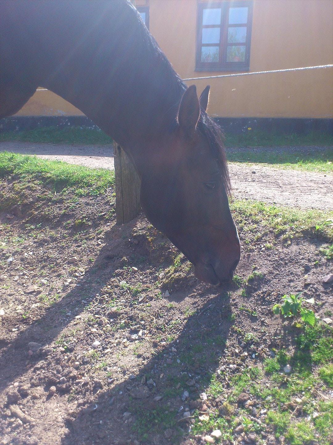 Pinto Calypso K billede 3