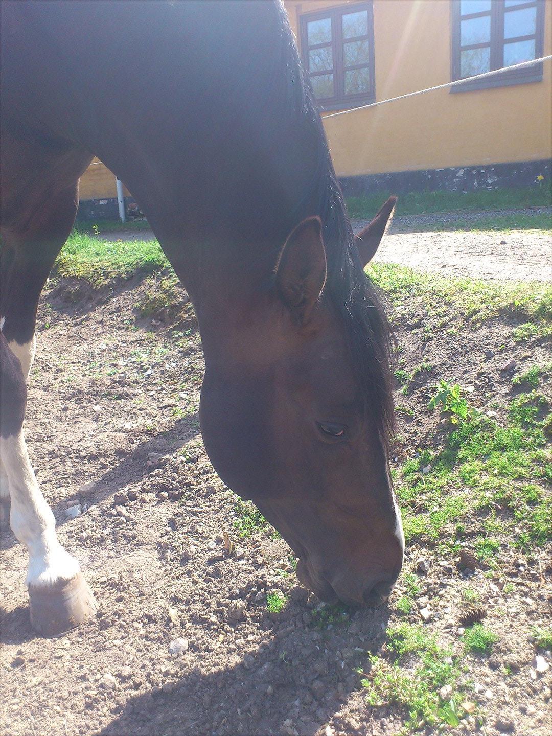 Pinto Calypso K billede 4