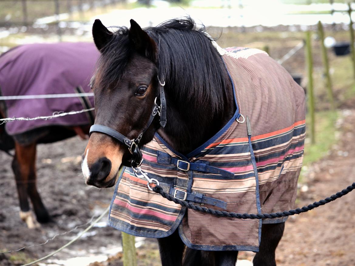 DSP Nekita (KitKat) billede 26