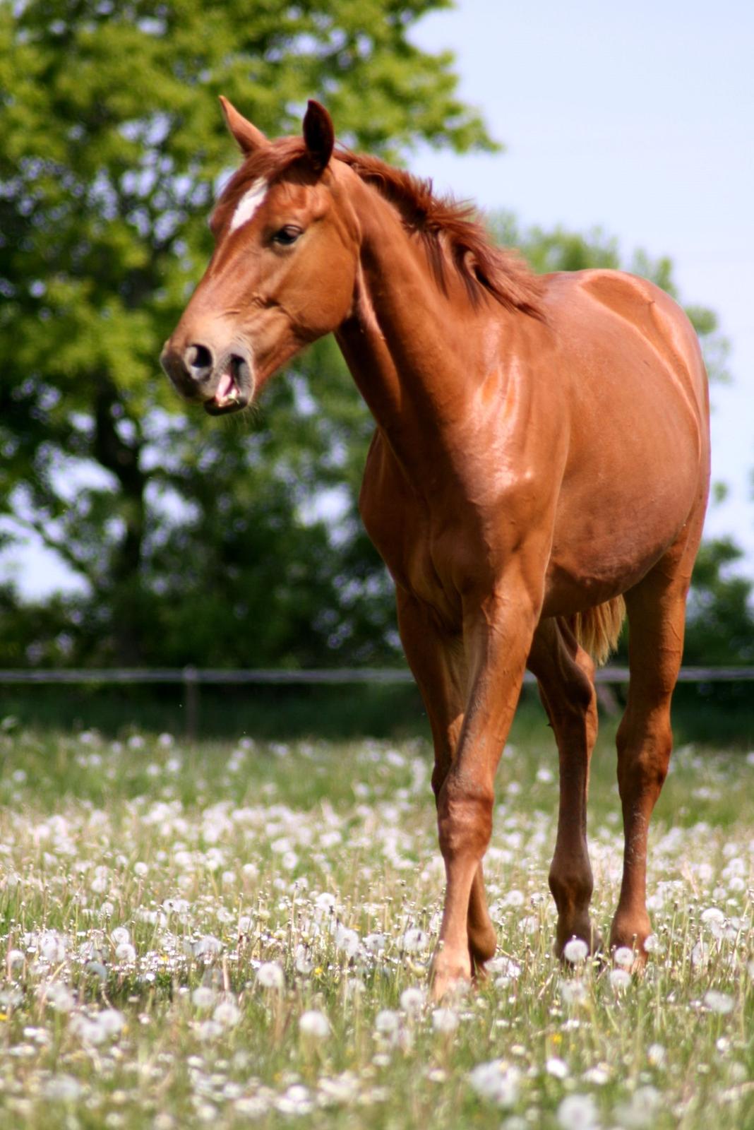 Dansk Varmblod Gørklintgårds Bellini - Hej, og velkommen til Belles profil :)
På billedet ses hun på folden på opdrætsstedet - Gørklintgård :) billede 1