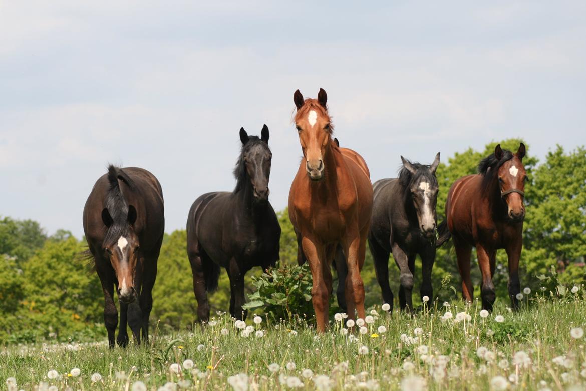 Dansk Varmblod Gørklintgårds Bellini - Her ses hun i front på folden på Gørklintgård billede 2
