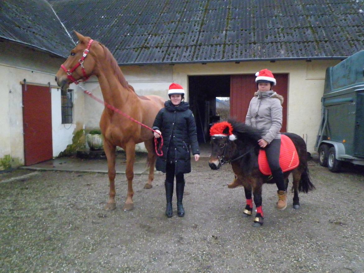 Dansk Varmblod Gørklintgårds Bellini - Belle og Mig, og Lady og Ditte :) - Jule event billede 3