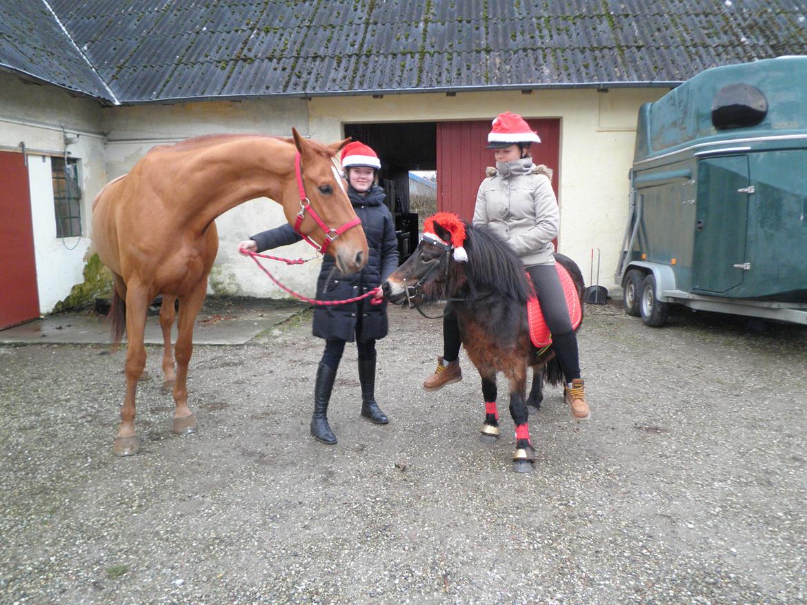 Dansk Varmblod Gørklintgårds Bellini - Belle og Mig, og Lady og Ditte :) - Jule event billede 4