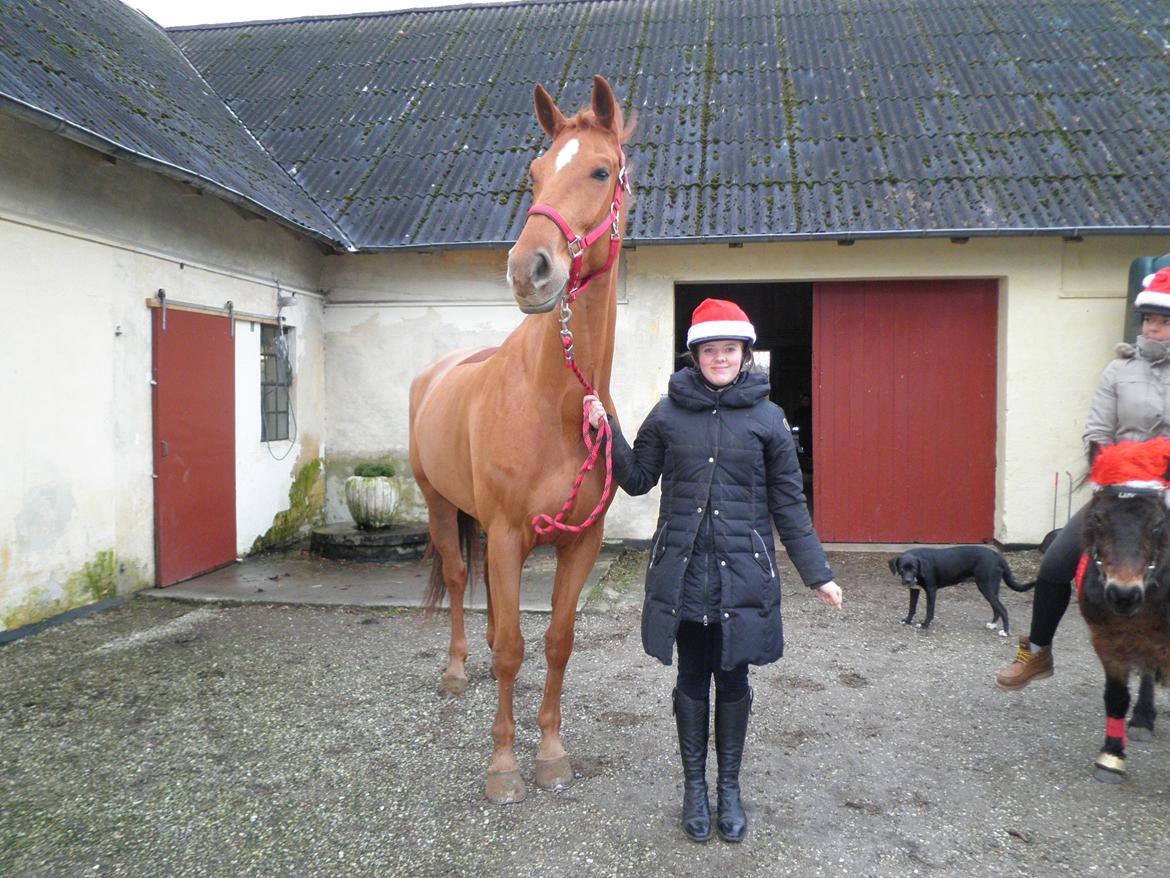 Dansk Varmblod Gørklintgårds Bellini - Kæmpen og mig :) billede 5