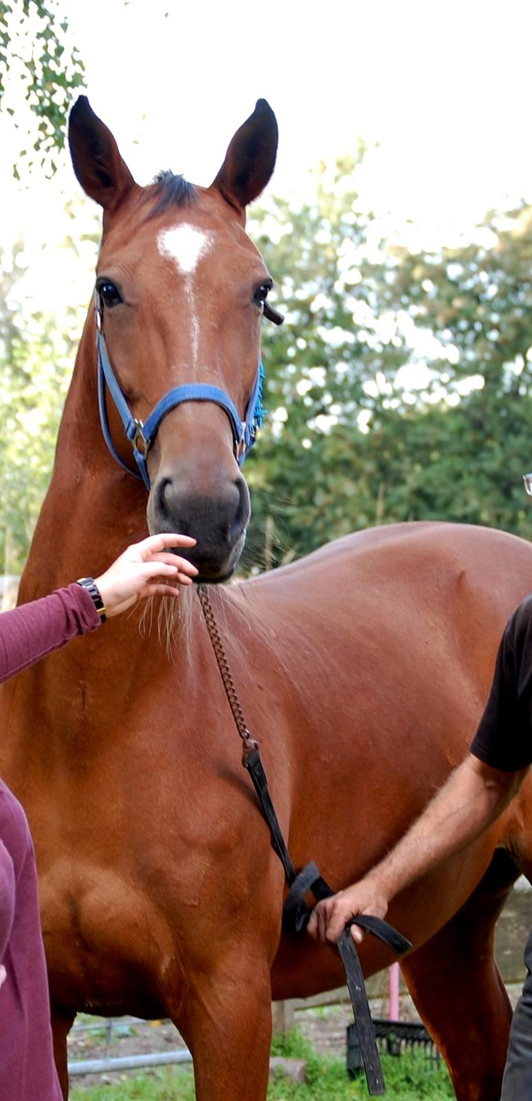 Traver Diego Sølvbjerg - Endelig kom han hjem. :o) billede 6