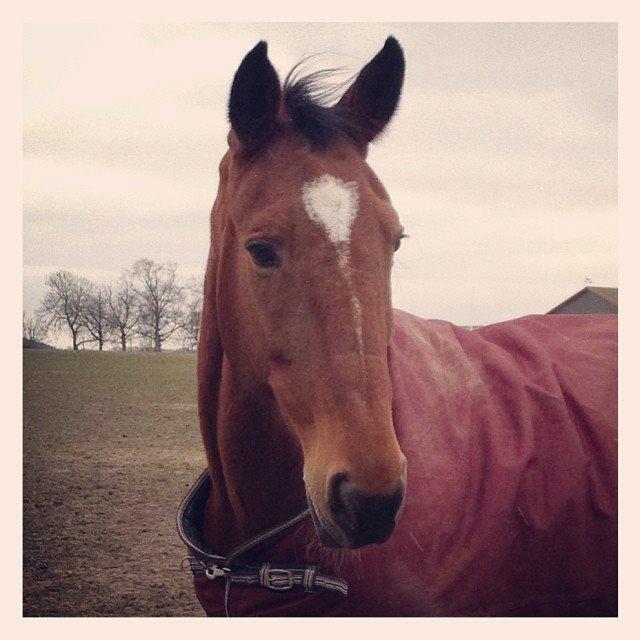 Traver Diego Sølvbjerg billede 10