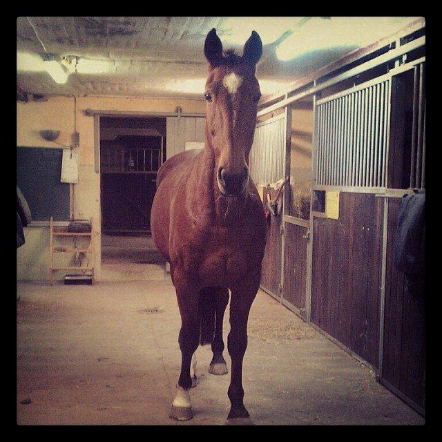 Traver Diego Sølvbjerg - Skønne fyr. Står bomstille på staldgangen.  billede 13