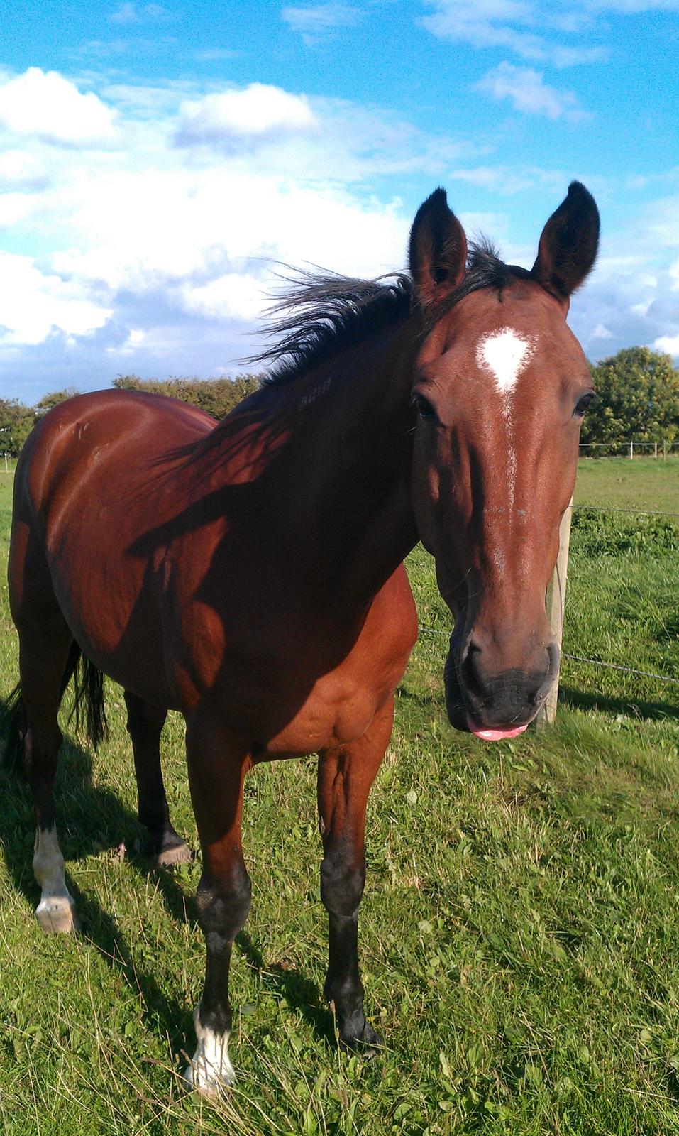 Traver Diego Sølvbjerg billede 9